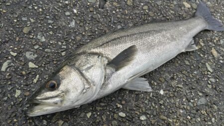 ショアジギングで青物狙いのはずがまさかの外…