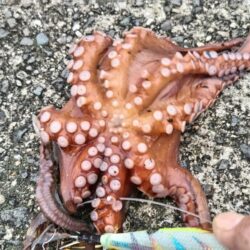 遠投仕掛けで？
