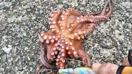 遠投仕掛けで？
