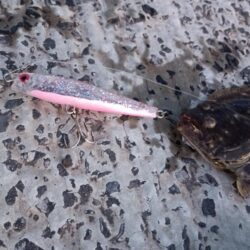ヒラメ25cm