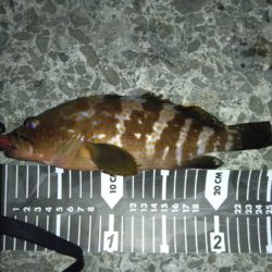今日は別の魚種を
