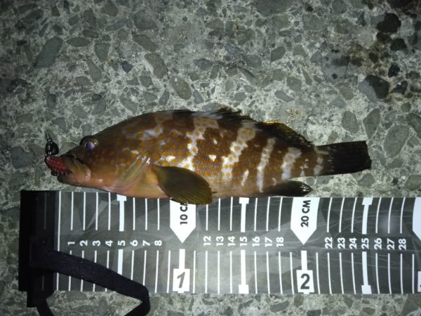 今日は別の魚種を