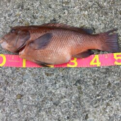 コブダイ釣り
