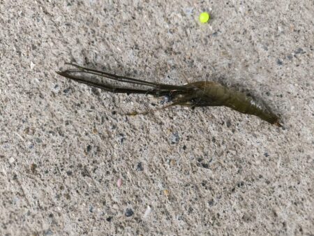 テナガエビの気配