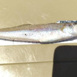 釣りは難しい