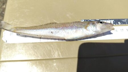 釣りは難しい