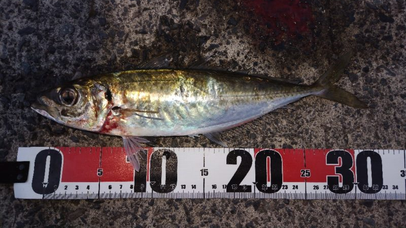 のんびり釣行