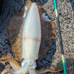 ​【自己新記録！】まさかの3kg超えモンス…