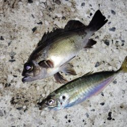 上昇傾向