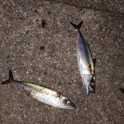 電気ウキ釣り 13