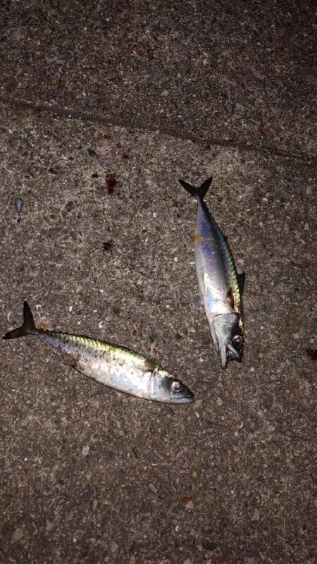 電気ウキ釣り 13