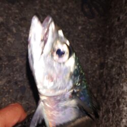 電気ウキ釣り 14