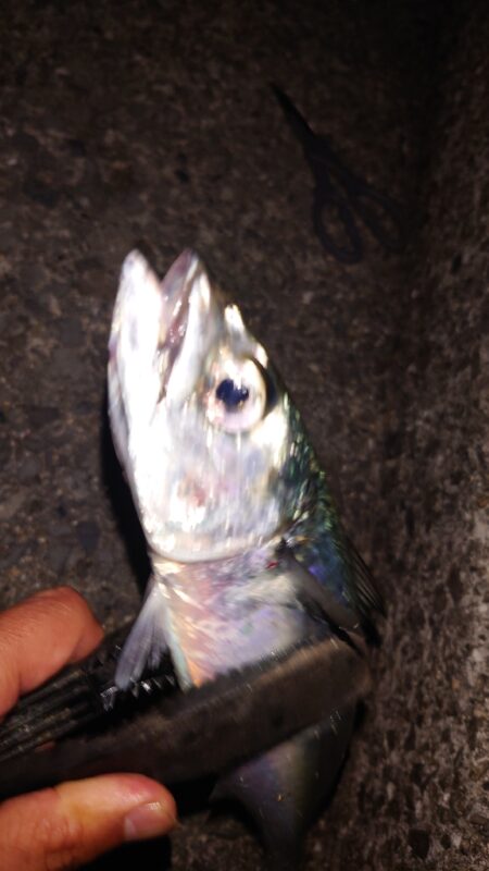 電気ウキ釣り 14