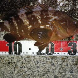 1年振りの伊勢湾釣行