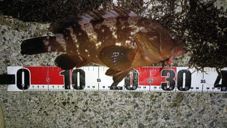 1年振りの伊勢湾釣行