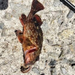 ひさしぶりの釣り