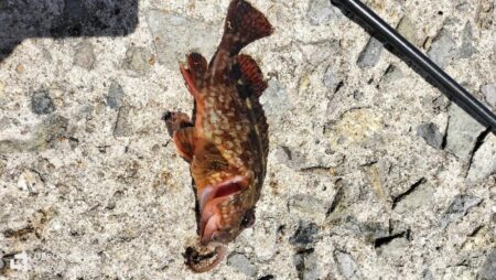 ひさしぶりの釣り