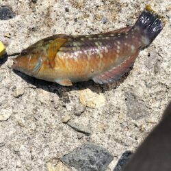 アイナメ親釣れた!