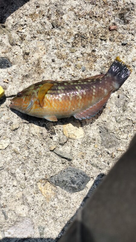 アイナメ親釣れた!