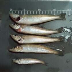 シロギス