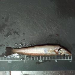 シロギス良型