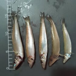 シロギス
