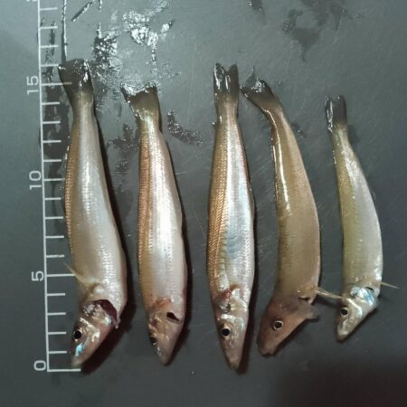 シロギス