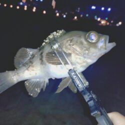 サーフでフロートメバリング🎣