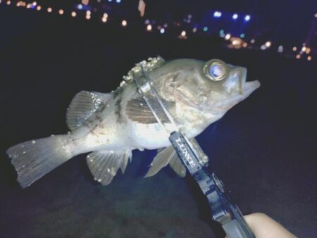 サーフでフロートメバリング🎣