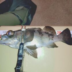 新ポイント再検証🎣