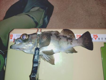新ポイント再検証🎣