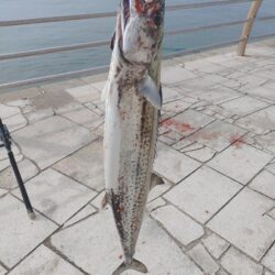 今年初翼港🎣
