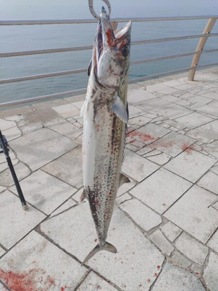今年初翼港🎣