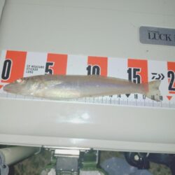 アナゴ釣り調査