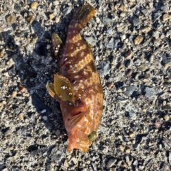 根魚は裏切らない
