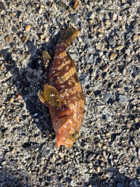 根魚は裏切らない
