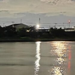 雨後のシーバス