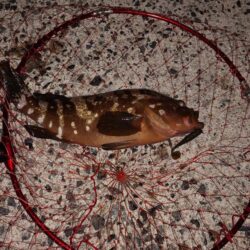 本年初アコウ