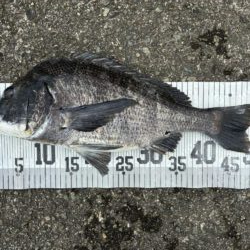 イチノ兄弟、釣果！