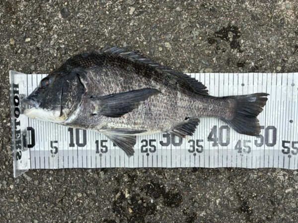 イチノ兄弟、釣果！
