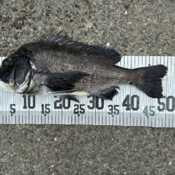 イチノ兄弟、釣果！
