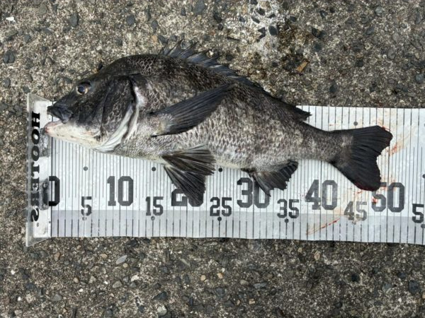 イチノ兄弟、釣果！