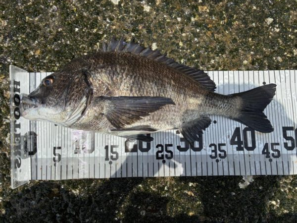 イチノ兄弟、釣果！