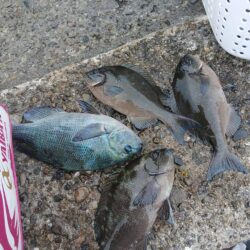 和歌山市江（吉丸渡船）でグレ釣り