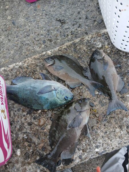 和歌山市江(吉丸渡船)でグレ釣り