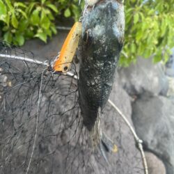 トップチヌ