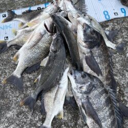 アタリが止まらないチヌ爆釣