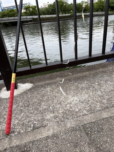 今年も稚鮎良く釣れてます