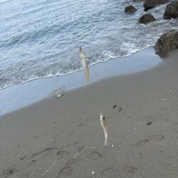初のキス釣り今年のキスはどんな感じ