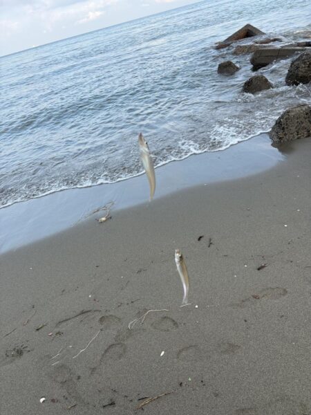 初のキス釣り今年のキスはどんな感じ